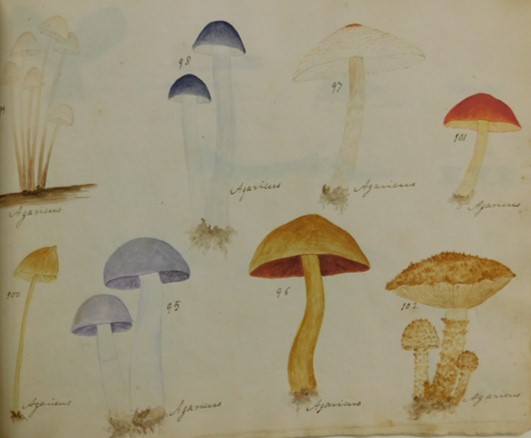 Fungi Selecti Picti Fungi Selecti Picti