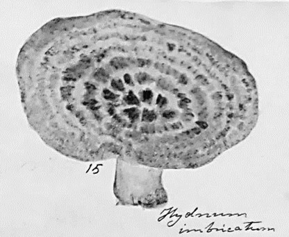 Hydnum umbricatum