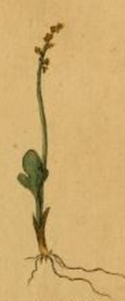Botrychium simplex