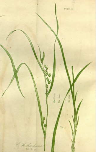 Carex hitchcockiana
