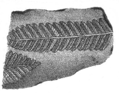 Fern fossil