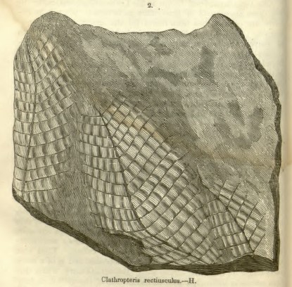 Clathropteris