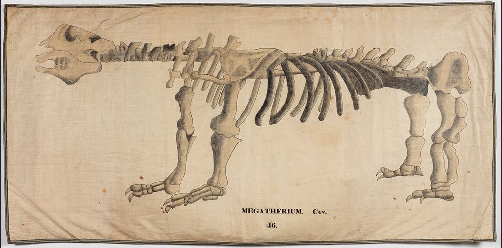 Megatherium