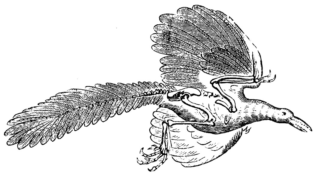 Archaeopteryx